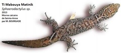 Sphaerodactylus