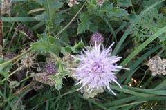 Cirsium arvense