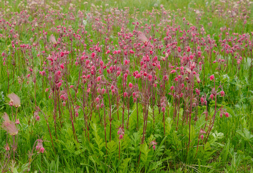Geum triflorum