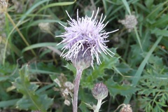 Cirsium arvense
