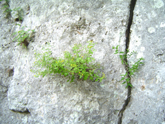 Perityle lindheimeri