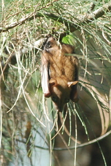 Cynopterus brachyotis