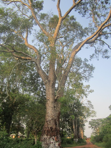 Image of Khaya senegalensis by (c) Sunday Berlioz KAKPO, some rights reserved (CC BY)