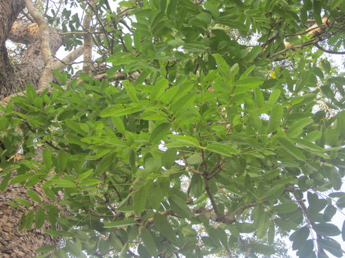Khaya senegalensis