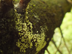 Physarum leucophaeum