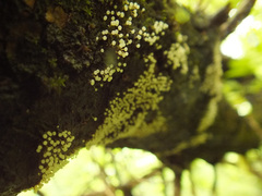 Physarum leucophaeum