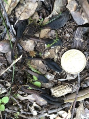 Geoglossum brunneipes