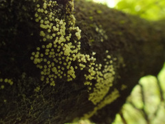 Physarum leucophaeum