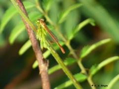 Ceriagrion