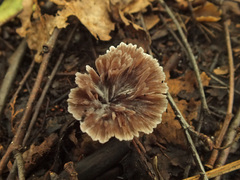 Thelephora caryophyllea