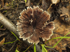 Thelephora caryophyllea