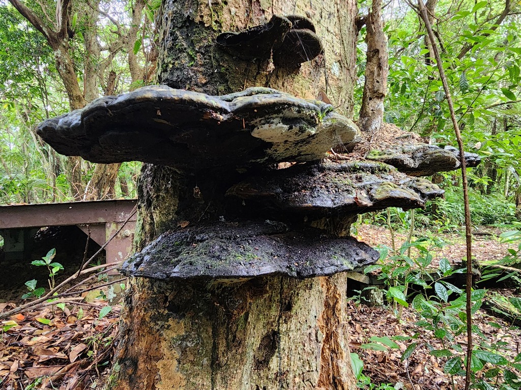Sanguinoderma rugosum · June 2023 · photo: © deerjacksonhu (iNaturalist, cc-by)