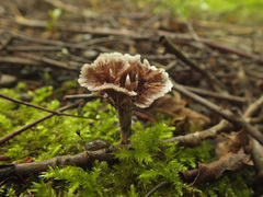 Thelephora caryophyllea
