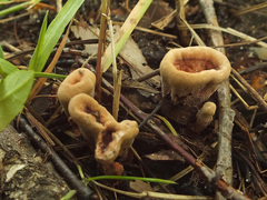 Hydnellum scrobiculatum