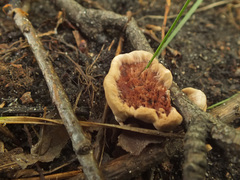 Hydnellum scrobiculatum