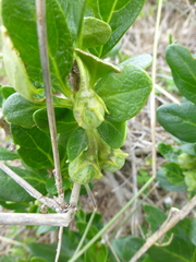 Solanum guineense