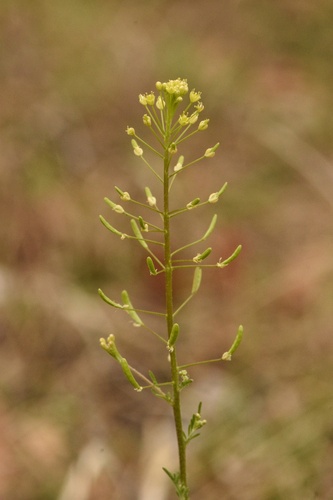 Descurainia pinnata ssp. pinnata