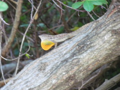 Anolis lineatus