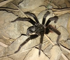 Sericopelma