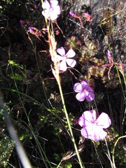 Drosera cuneifolia