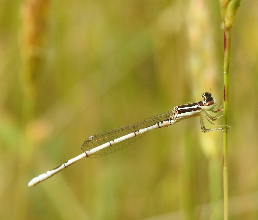 White dartlet
