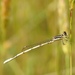 White Dartlet - Photo (c) Vivek Chandran A, some rights reserved (CC BY-NC), uploaded by Vivek Chandran A