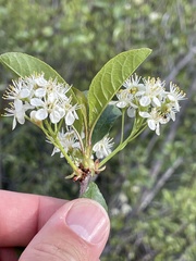 Tibetan cherry (Prunus crenulata)