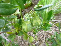 Solanum guineense