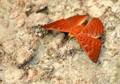 Emesis mandana