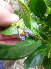 Solanum guineense
