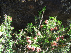 Erica petiolaris