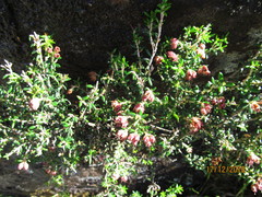 Erica petiolaris