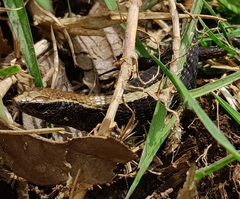 Santa Marta Shade Lizard photo 2