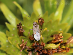 Nysius simulans