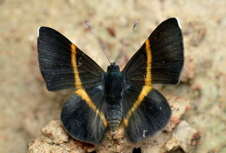 Orange-banded Metalmark