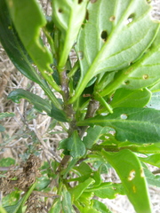Solanum guineense