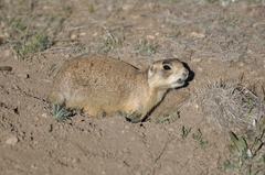 Cynomys parvidens