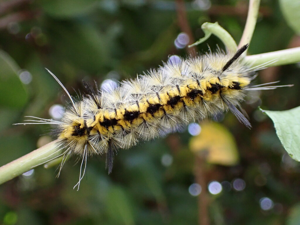 Lophocampa indistincta