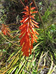 Kniphofia tabularis