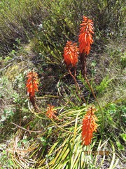 Kniphofia tabularis