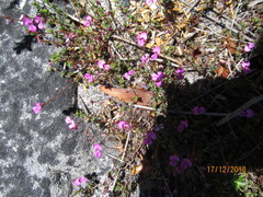 Indigofera sarmentosa