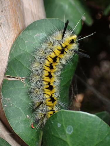 Lophocampa indistincta photo 3