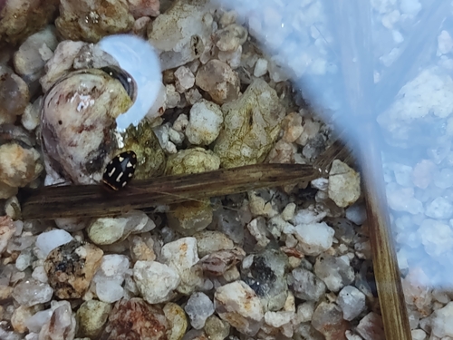 Laccophilus horni