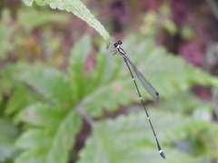 Protosticta gravelyi