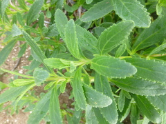 Lyperia lychnidea