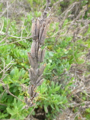 Lyperia lychnidea