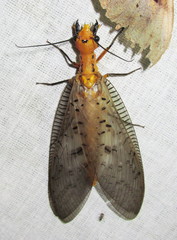 Neoneuromus sikkimmensis