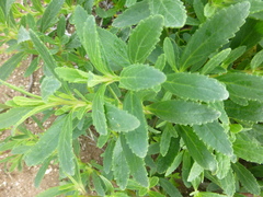 Lyperia lychnidea