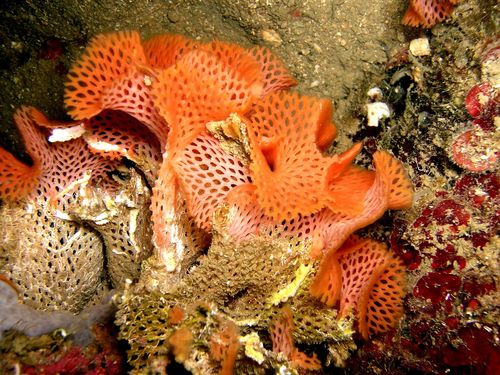 Representative image of Reteporella grimaldii