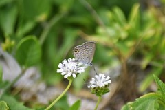 Hemiargus ceraunus astenidas